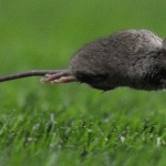A mouse runs 